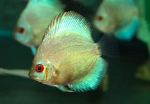 S. Aequifasciatus Blue Diamond