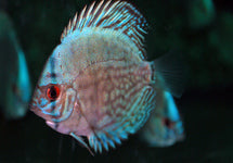 S. Aequifasciatus Cobalt Blue