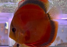 S. Aequifasciatus Red Cover