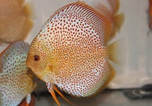 S. Aequifasciatus Eruption
