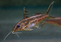 Synodontis Flavitaeniatus