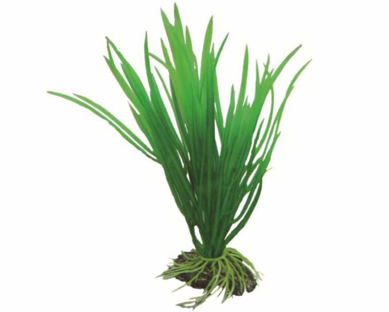 Hobby Plant Cyperus 16 CM