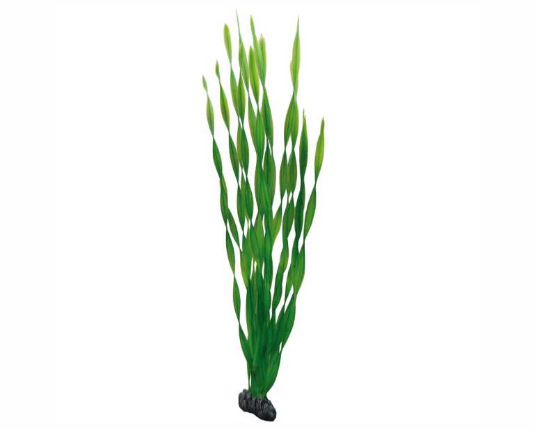 Hobby Plant Vallisneria 60 CM
