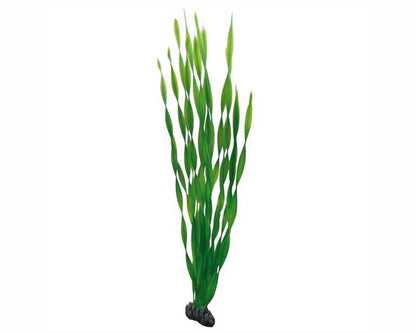 Hobby Plant Vallisneria 60 CM