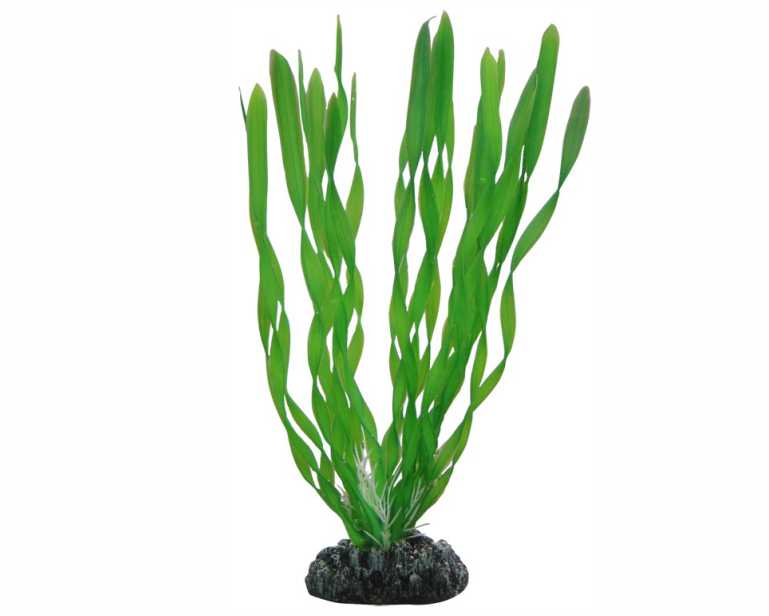 Hobby Plant Vallisneria 20 CM