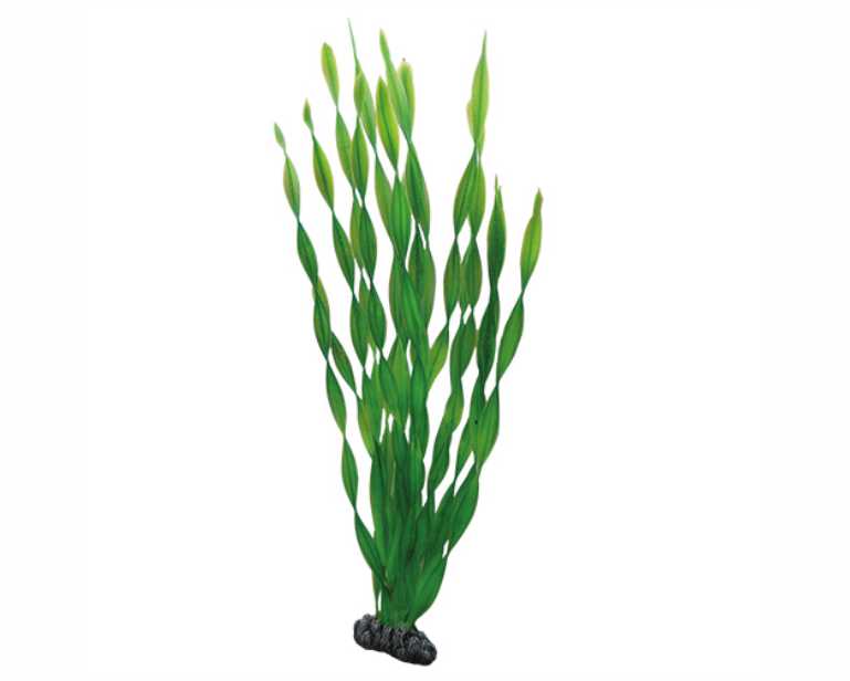Hobby Plant Vallisneria 46 CM