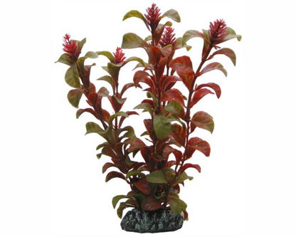 Hobby Plant Rotala 16 CM