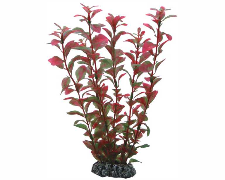 Hobby Plant Ludwigia 25 CM