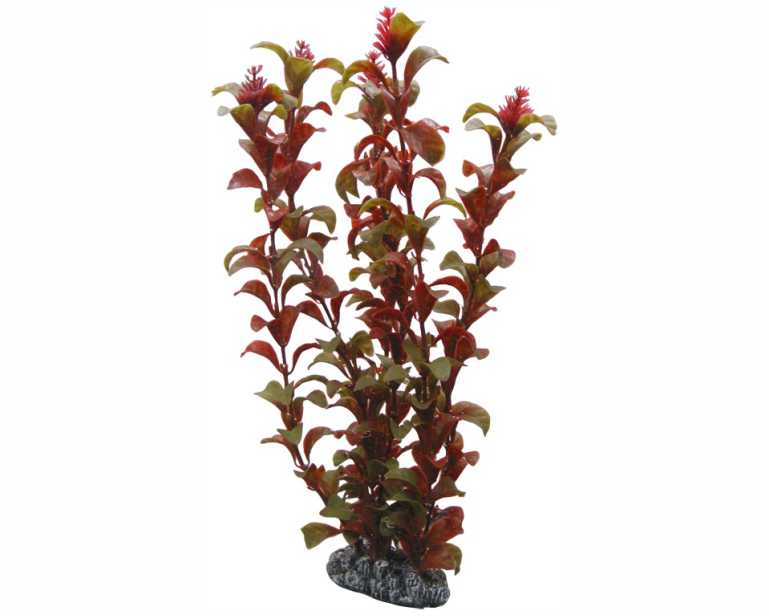 Hobby Plant Rotala 30 CM