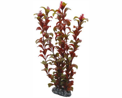Hobby Plant Rotala 30 CM