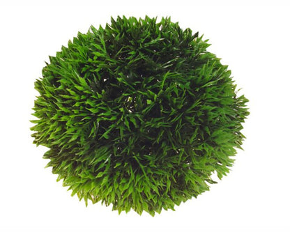 Hobby Decoratie Aqua Plant Ball 9 CM
