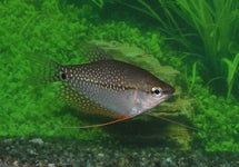 Trichopodus Leerii