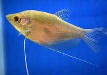 Trichopodus Microlepis