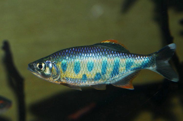 Opsarius Ardens