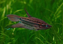 Trichopsis Vittata
