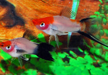 Xiph. Helleri Koi Wagtail