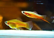 Xiphophorus Helleri Yucatan
