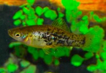 Xiphophorus Milleri