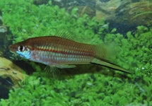 Xiph. Helleri Green