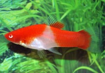 Xiph. Helleri Koi Red Eye