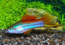 Xiph. Helleri Neon