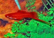 Xiph. Helleri Red