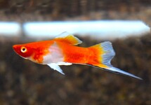 Xiph. Helleri Red/White