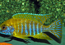 Aulonocara Stuartgranti Maleri