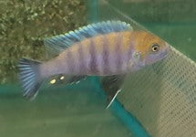 Cynotilapia Afra Cobue