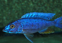 Sciaenochromis Fryeri