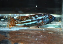 Nimbochromis Fuscotaeniatus