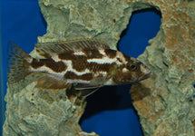 Nimbochromis Livingstonii