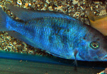 Cyrtocara Moorii
