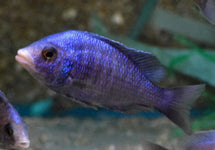 P. Phenochilus Mdoka White Lips
