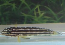 Julidochromis Regani Nsumbu