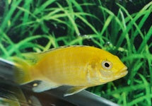 Labidochromis Caeruleus