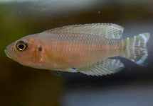 Neolamprologus Brevis