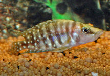 Altolamprologus Calvus