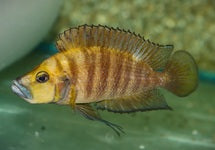 Altolamprologus Compres. Goldhead
