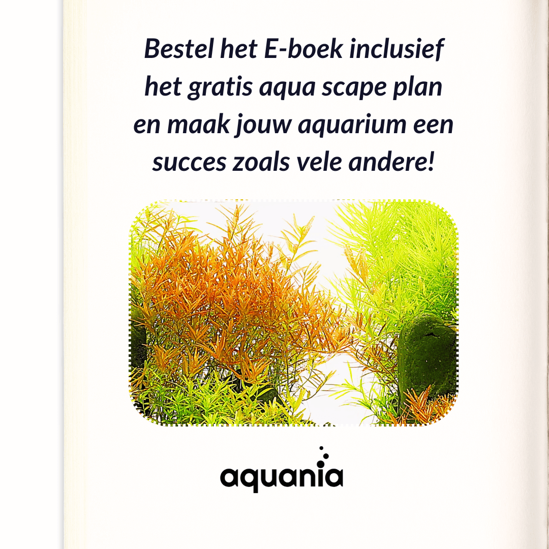 Aquarium beplantings plan op maat