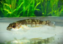 Lepidiolamprologus Attenuatus