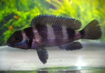 Neolamprologus Tretocephalus