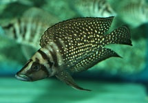 Altolamprologus Calvus Black