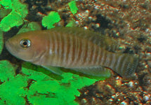 Neolamprologus Multifasciatus