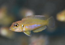 Lamprologus Ocellatus Gold