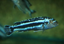 Melanochromis Cyaneorhabdos