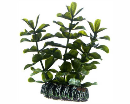 Hobby Plant Bacopa 7 CM
