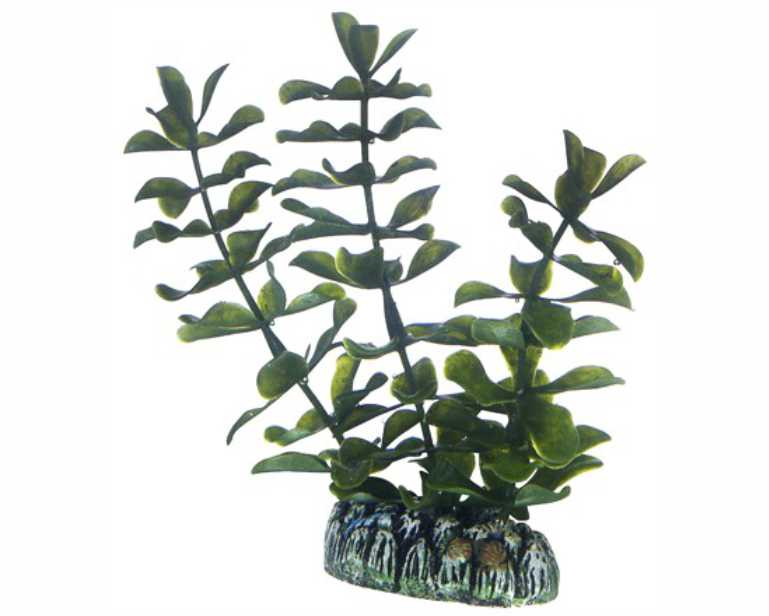 Hobby Plant Bacopa 13 CM