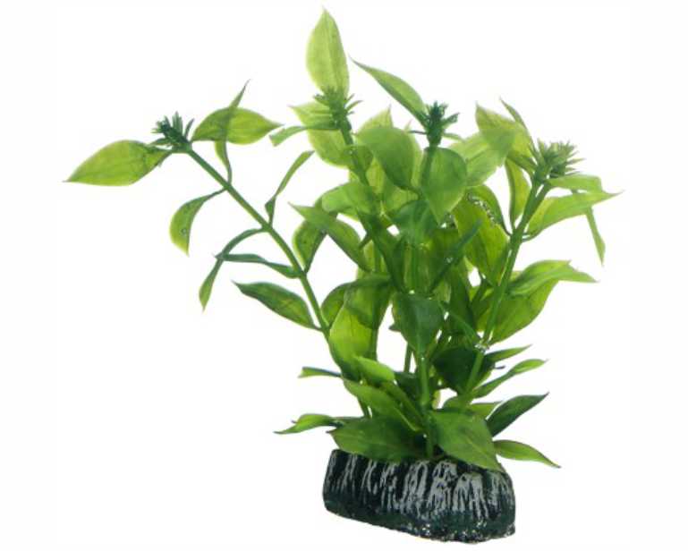 Hobby Plant Hygrophila 13 CM