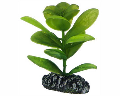 Hobby Plant Saururus 7 CM